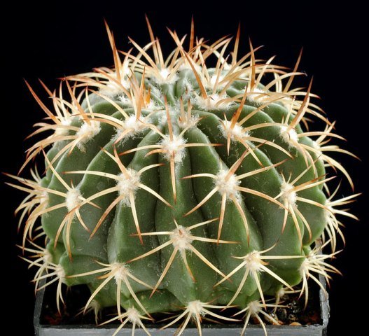 Melocactus_loboguereroi